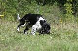 SPRINGER SPANIEL 023